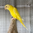 Lutino plum head hen