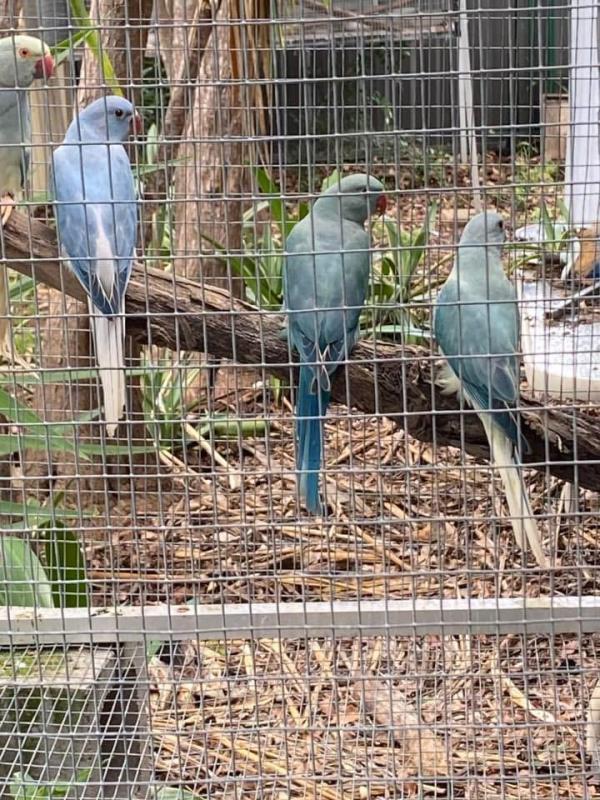 Opaline cleartail ringnecks