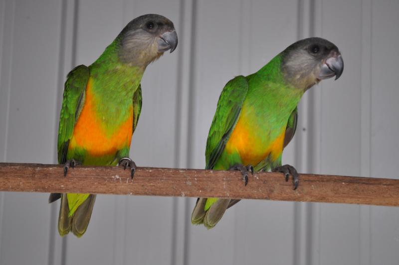 SENEGAL PARROTS