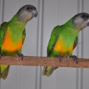 SENEGAL PARROTS