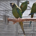 ILLIGER MACAW HEN