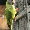 SHARPTAIL CONURE HEN