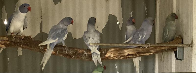 Bulk Ringnecks OPELENE   HEAD&TAIL. ALSO SPLITS $400 The lot