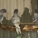 Bulk Ringnecks OPELENE   HEAD&TAIL. ALSO SPLITS $400 The lot