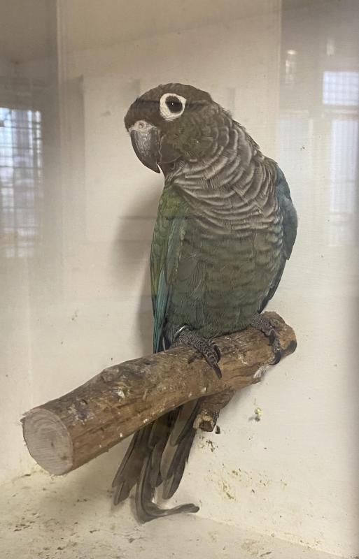 Conures going to Shepparton