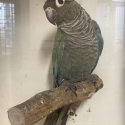 Conures going to Shepparton