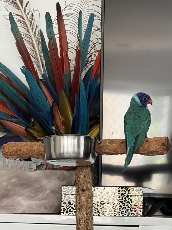 Looking to purchase mature split  hen rainbow lorikeet