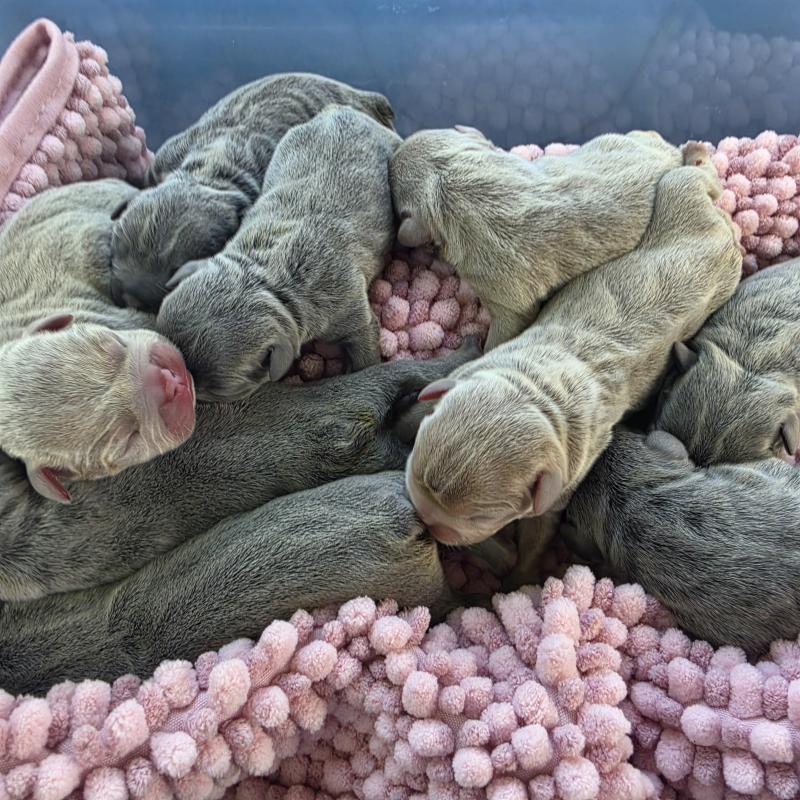 Pedigree French Bulldog Puppies