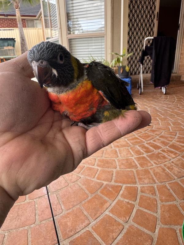 Olive split rainbow lorikeet baby