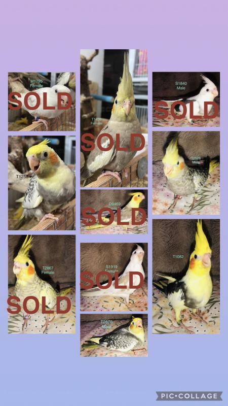 Handraised baby birds