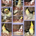 Handraised baby birds