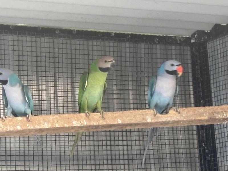 Split Blue Moustache Parrot