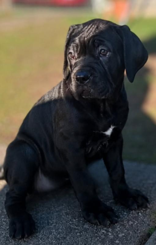 Cane corso