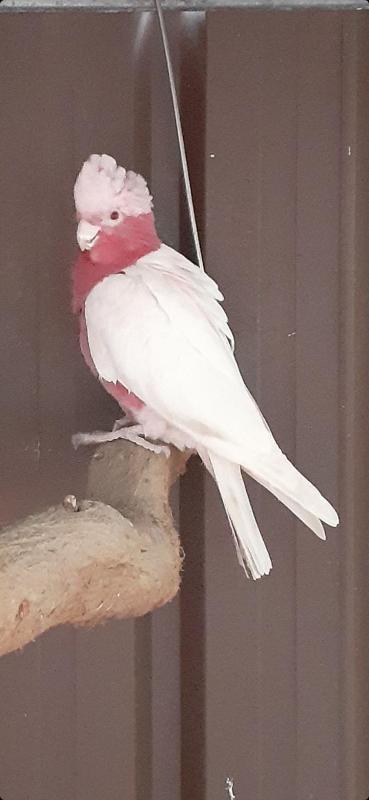 Latino Galahs Proven Breeding Pair