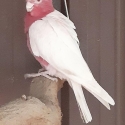 Latino Galahs Proven Breeding Pair