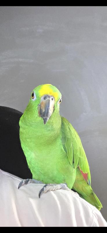 Yellow crowned amazon
