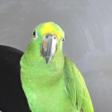 Yellow crowned amazon