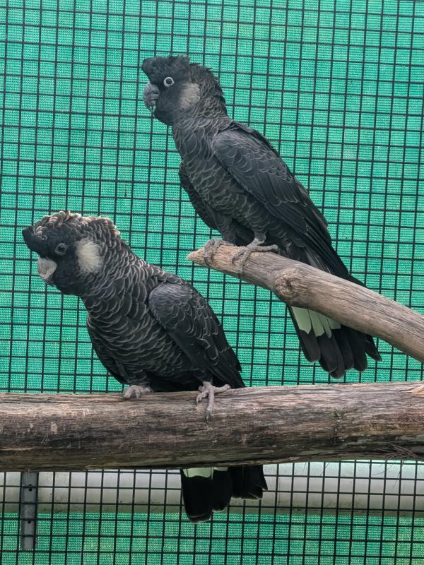 White tailed black cockatoos - breeding pair