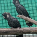 White tailed black cockatoos - breeding pair