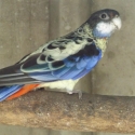 NORTHAN ROSELLA