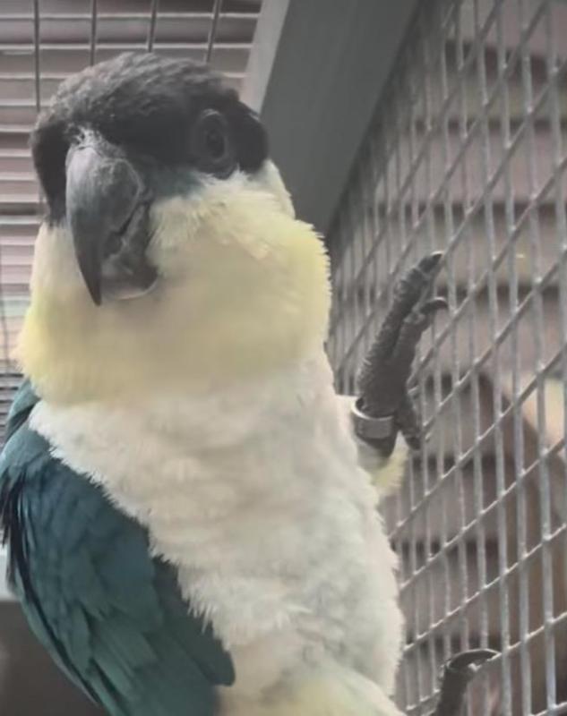 Looking for blue caique