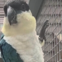Looking for blue caique