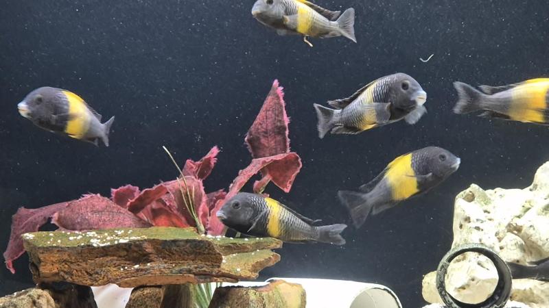 Adult breeding colony of Sp Kiriza black