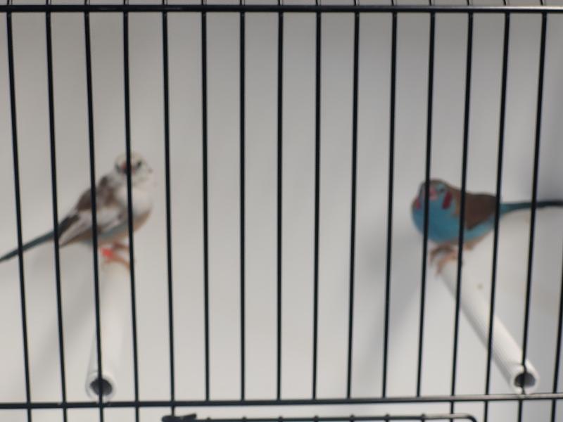 Finches for sale