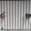 Finches for sale