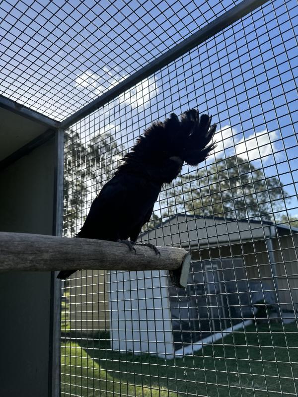 Wtb redtail black cockatoo hen (Samueli)
