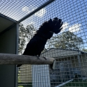 Wtb redtail black cockatoo hen (Samueli)