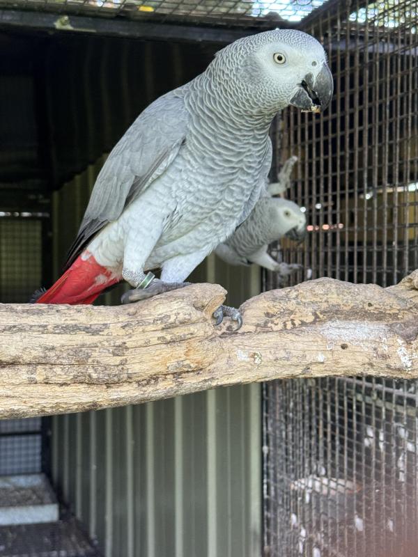 African greys