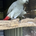 African greys