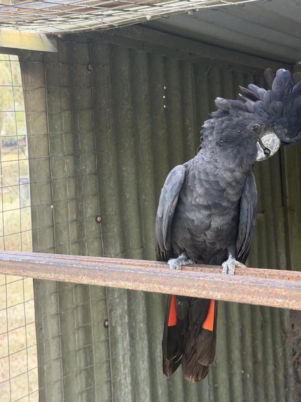 Red tail black cockatoo cock bird