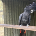 Red tail black cockatoo cock bird