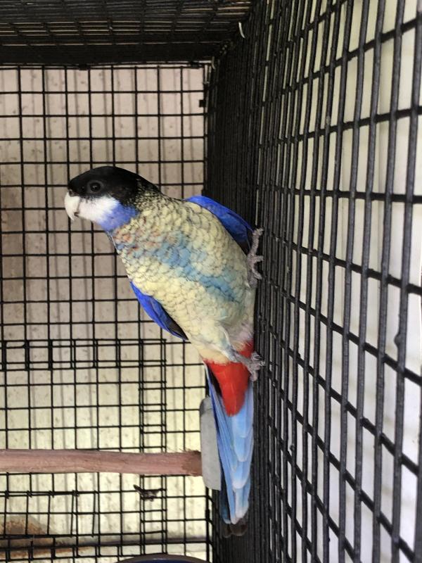 Northern Rosella