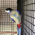 Northern Rosella