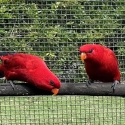 Mullocan reds