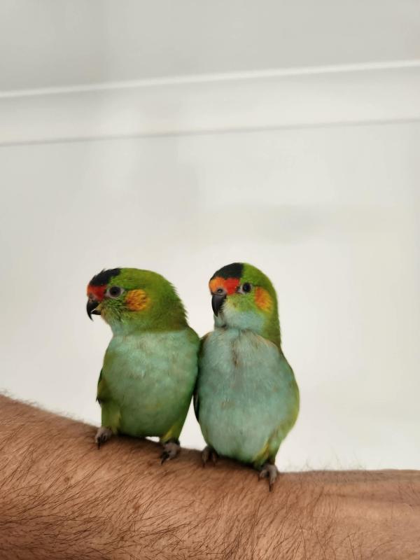 Purple Crowns Lorikeet Pair