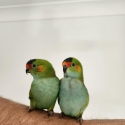 Purple Crowns Lorikeet Pair