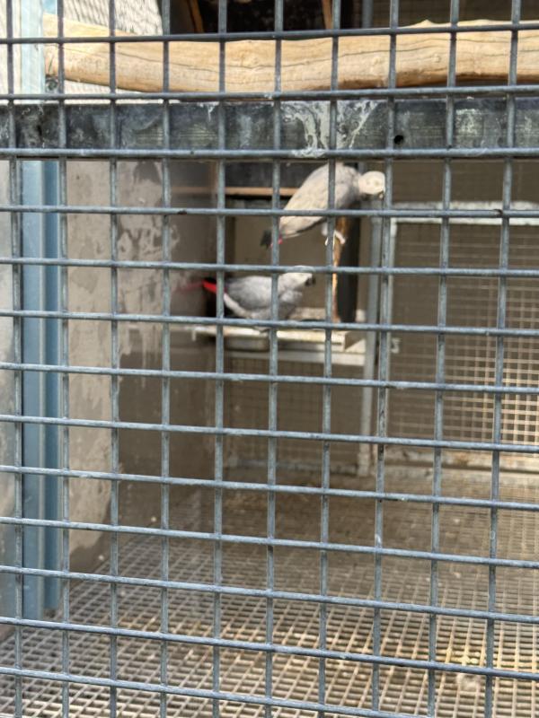 African Grey Breeding Pairs  Sydney