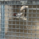 African Grey Breeding Pairs  Sydney