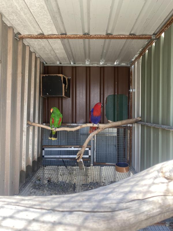 Eclectus Parrot Pair  Sydney