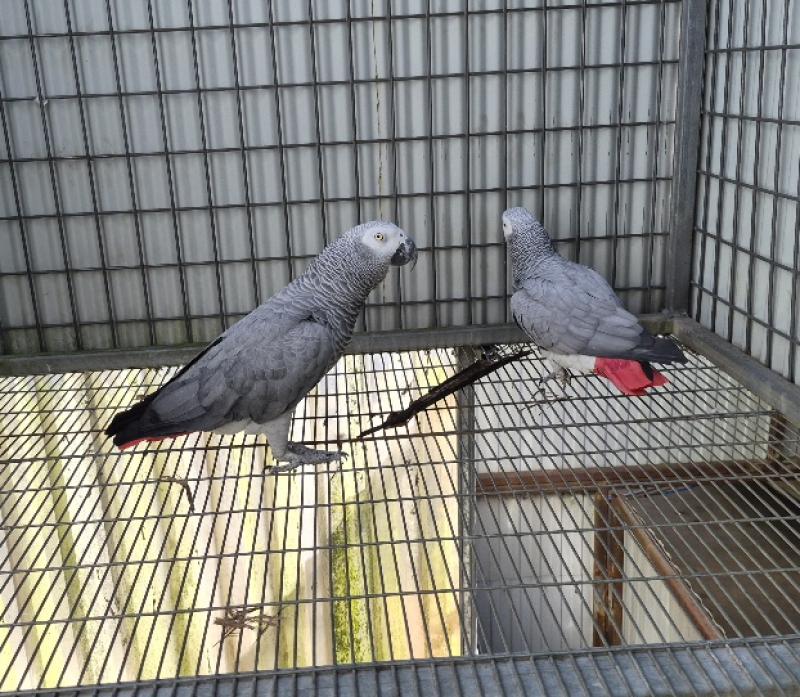 African Grey Breeding pairs
