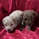 Toy Poodles purebred