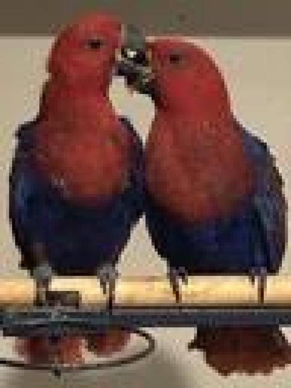 hand raised ecckys