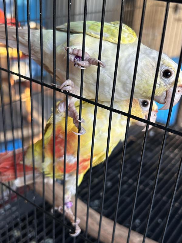 Young conure pairs