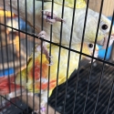 Young conure pairs