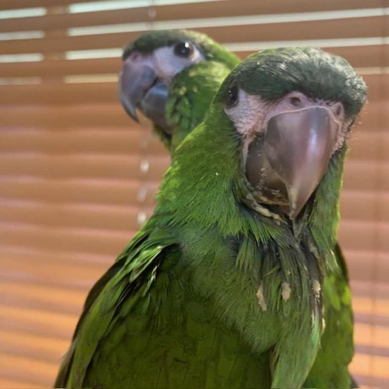 Hahns Macaw H/R DNA Male Close Rung