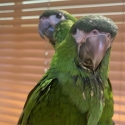 Hahns Macaw H/R DNA Male Close Rung